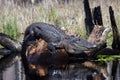 Large American Alligator, Okefenokee Swamp National Wildlife Refuge