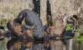 Large American Alligator, Okefenokee Swamp National Wildlife Refuge