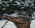 Large American alligator on a river bank near a lush forest