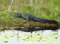 Large American alligator