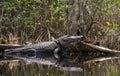 Large American Alligator sunning in the Okefenokee Swamp, Georgia Royalty Free Stock Photo