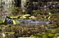 Large American Alligator hidden in swamp lily pads Royalty Free Stock Photo