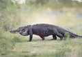 Large American Alligator walking Royalty Free Stock Photo