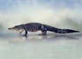 Large American Alligator walking Royalty Free Stock Photo