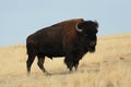 Large American bison bull