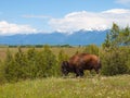 Large American Bison at the National Bison Range