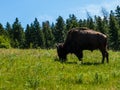 Large American Bison