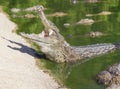 Large American crocodile with an open mouth Royalty Free Stock Photo