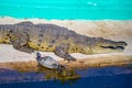 A large American Crocodile in Orlando, Florida Royalty Free Stock Photo