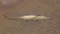 a large american crocodile resting on the banks of a river Royalty Free Stock Photo