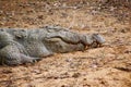 Large American crocodile sleeping on the sandy ground Royalty Free Stock Photo