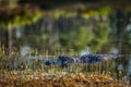 Large American crocodile swimming in the water in Everglades National Park, Florida Royalty Free Stock Photo