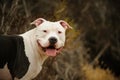 Large American Pit Bull Terrier male Royalty Free Stock Photo