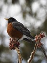 A large American Robin singing in a tree