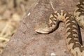 Large ammodytes female basking on a rock