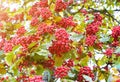 Many red berries tree. Rowan berries. bunches rowan plant. sun light berries background. Royalty Free Stock Photo