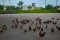 Large amount of chickens gather around Royalty Free Stock Photo