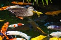 A large amount of colorful carp and ducks