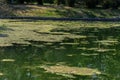 Large amount of debris and dirty waste water caused rapid growth of algae in lake. Water pollution. Ecological problem. Green Royalty Free Stock Photo