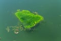 Large amount of debris and dirty waste water caused rapid growth of algae in lake. Water pollution. Ecological problem. Green Royalty Free Stock Photo