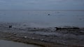 Large amount of debris floating on the sea after a series of flash floods onshore.