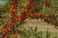 A large amount of round orange dogwood fruits . Royalty Free Stock Photo