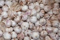 Large amount of scattered garlic on the substrate Royalty Free Stock Photo