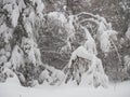 Large amount of snow, tree branches bent under the weight of snow Royalty Free Stock Photo