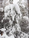 Large amount of snow, tree branches bent under the weight of snow Royalty Free Stock Photo