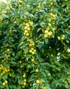 large amount of yellow ripe plums on plum tree,close-up yellow ripe plums,plums on branch close-up Royalty Free Stock Photo