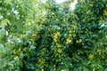 large amount of yellow ripe plums on plum tree,close-up yellow ripe plums,plums on branch close-up Royalty Free Stock Photo