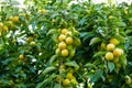 large amount of yellow ripe plums on plum tree,close-up yellow ripe plums,plums on branch close-up Royalty Free Stock Photo