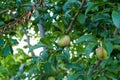 large amount of yellow ripe plums on plum tree,close-up yellow ripe plums,plums on branch close-up Royalty Free Stock Photo