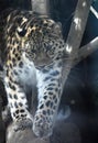 Large amur leopard pacing on a large log