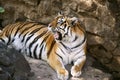 A large Amur tiger lies among the rocks. Symbol of Chinese New Year 2022