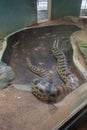 A large anaconda in a glass cage in a zoo.