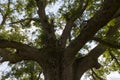 Oak tree on Summers Day Royalty Free Stock Photo