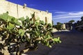Large ancient prickly pear cactus, tree in Santa Barbara fortress in Alicante, Valencia province, Spain
