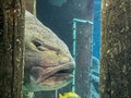 Large angry fish at the aquarium