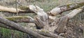 Large animal beavers gnaw at aspen trees to feed on branches and bark