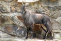 Large animal like a goat at the zoo of Berlin in Germany