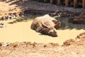 A rhino taking a mud bath. Royalty Free Stock Photo