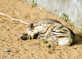 The striped hyena is a large animal with a short neck huge fangs and a tough omnivorous coat