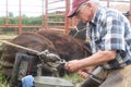 Large Animal Vet At Work 2 Royalty Free Stock Photo