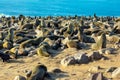 Large animals - eared seals