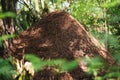 Large ant hill on a background of trees Royalty Free Stock Photo