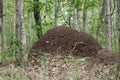 Large ant hill in deciduous forest Royalty Free Stock Photo