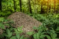 Large ant hill in the forest close-up Royalty Free Stock Photo