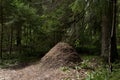 Large ant hill in the forest Royalty Free Stock Photo