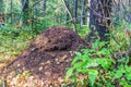 Large ant hill in the forest Royalty Free Stock Photo